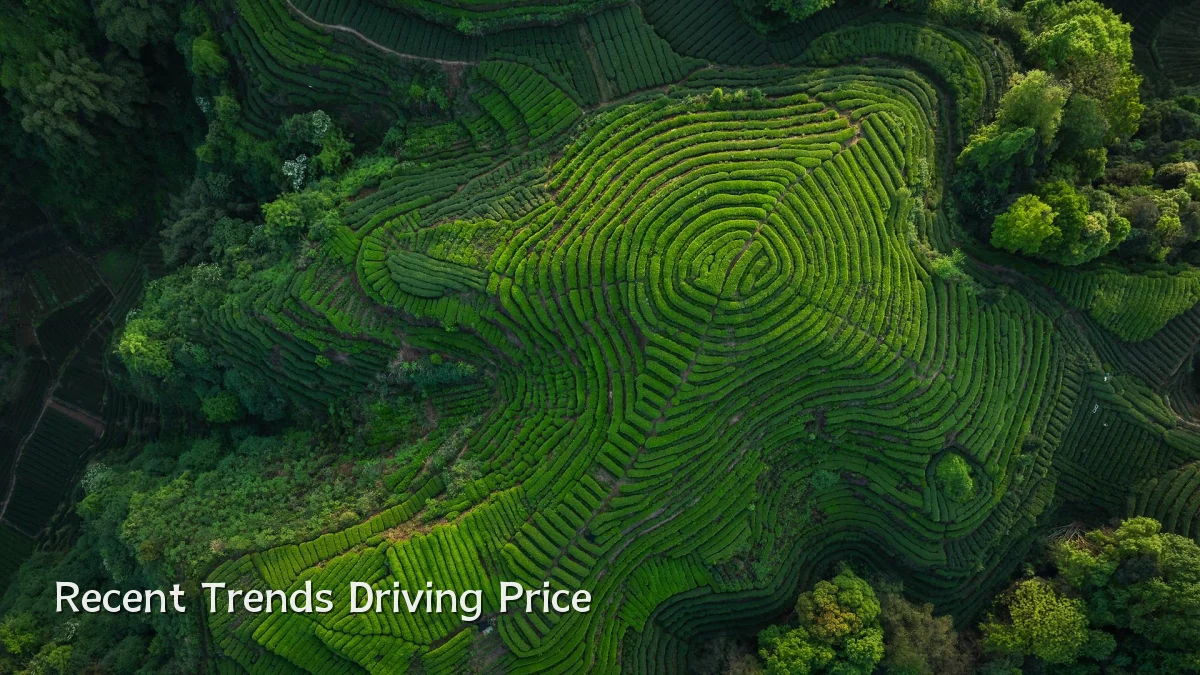Recent Trends Driving Price