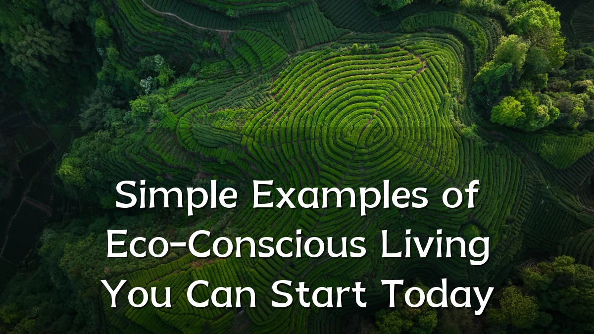 Simple Examples of Eco-Conscious Living You Can Start Today